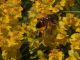 eristalis tenax 2.jpg