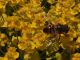 Eristalis tenax.jpg