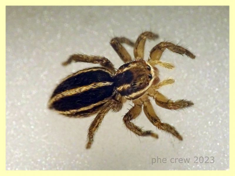 Phlegra sp. femmina - Anzio 11.4.2023 - (1).JPG