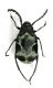 Comb3881-21L3cr.jpg