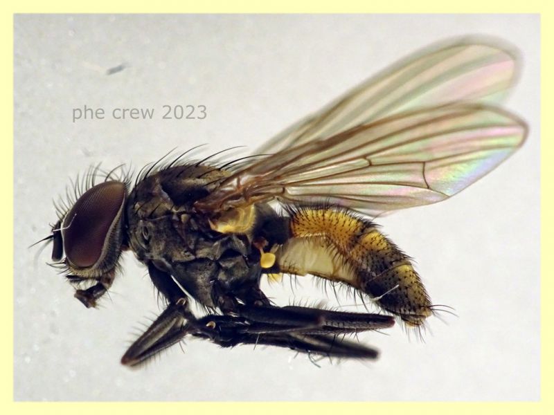 Anthomyiidae testa e corpo 6 mm. - 29.4.2023 - (66).JPG