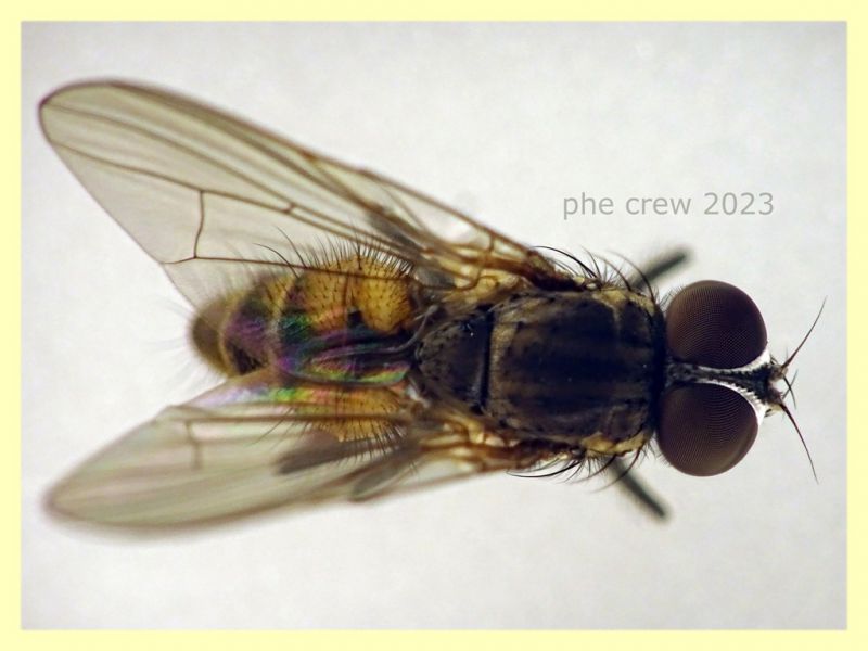 Anthomyiidae testa e corpo 6 mm. - 29.4.2023 - (46).JPG