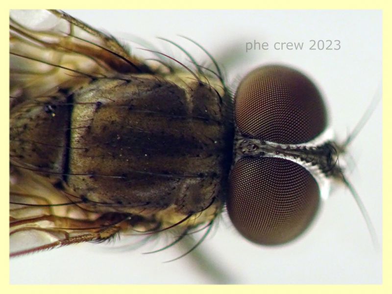 Anthomyiidae testa e corpo 6 mm. - 29.4.2023 - (52).JPG