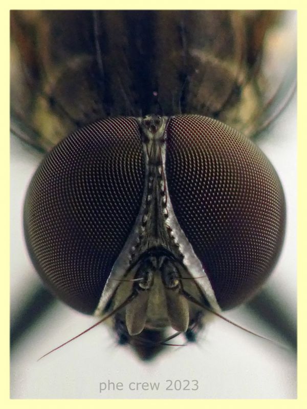 Anthomyiidae testa e corpo 6 mm. - 29.4.2023 - (58).JPG