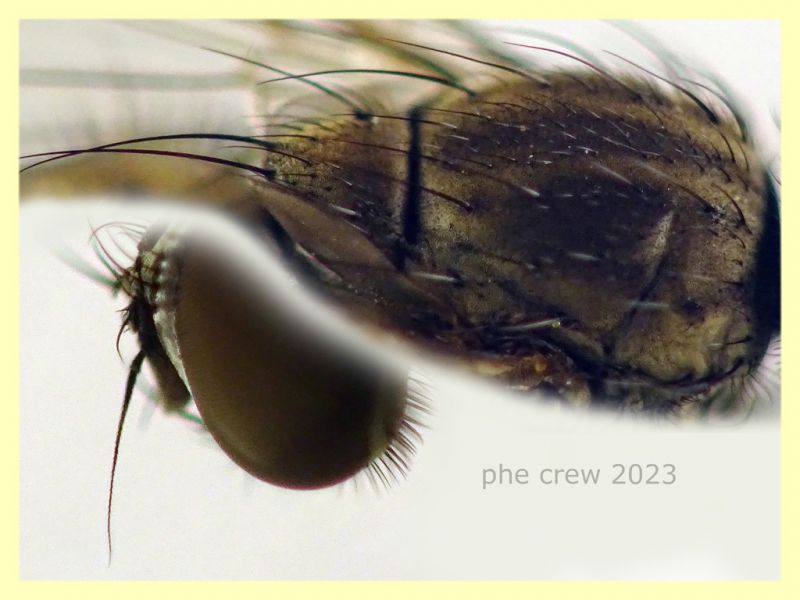 Anthomyiidae testa e corpo 6 mm. - 29.4.2023 - (17).JPG