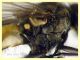 Anthomyiidae testa e corpo 6 mm. - 29.4.2023 - (7).JPG