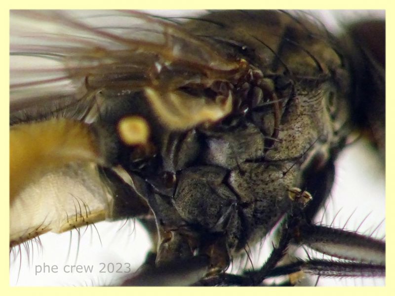 Anthomyiidae testa e corpo 6 mm. - 29.4.2023 - (7).JPG