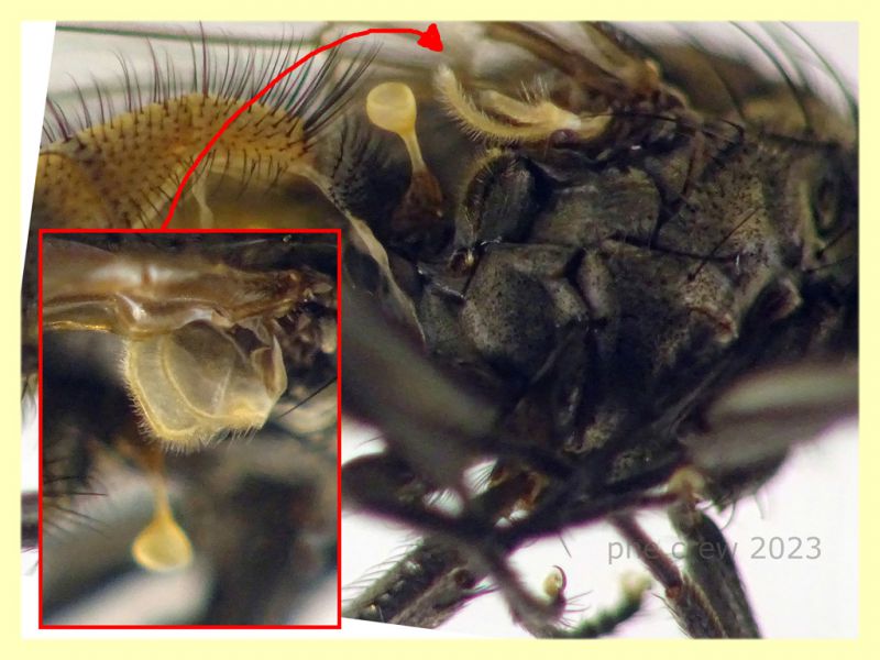 Anthomyiidae testa e corpo 6 mm. - 29.4.2023 - (29).JPG