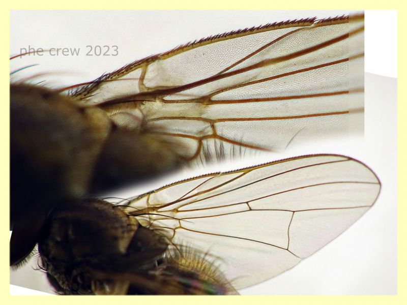 Anthomyiidae testa e corpo 6 mm. - 29.4.2023 - (32).JPG