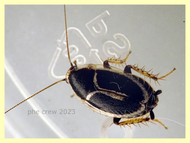 Phyllodromica marginata - Anzio 5.5.2023 - (7).JPG