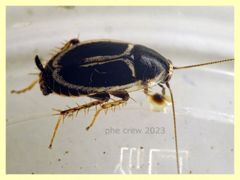 Phyllodromica marginata - Anzio 5.5.2023 - (1).JPG