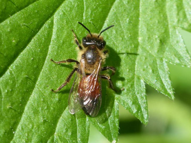 Andrena fascia rossa e.jpg