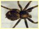 prob. Xysticus maschio corpo 4 mm. - Anzio 5.5.2023 - (5).JPG