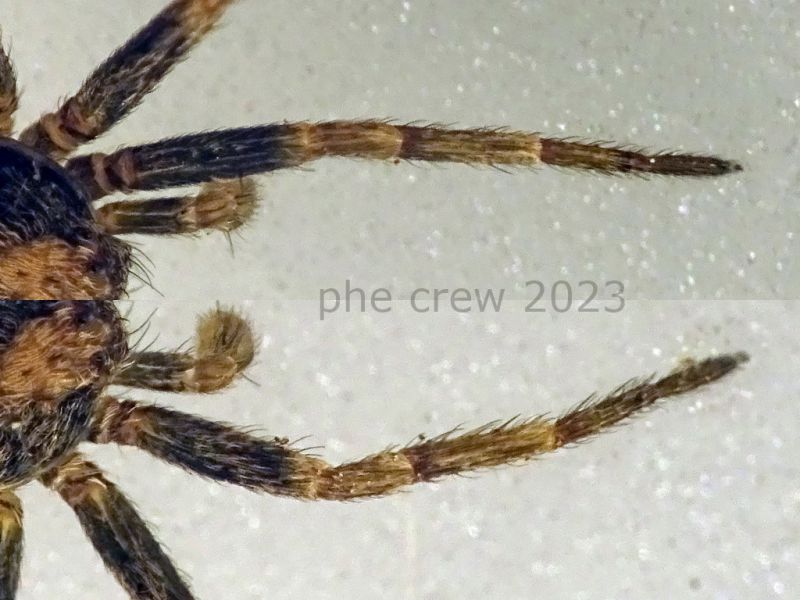 prob. Xysticus maschio corpo 4 mm. - Anzio 5.5.2023 - (6).jpg