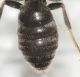 Lasioglossum dett1.JPG