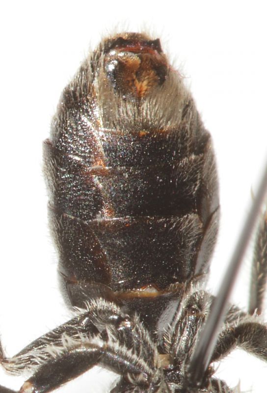 Lasioglossum dett2.JPG