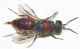 Chrysis succincta succinctula f1.JPG
