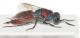 Chrysis succincta succinctula f3.JPG