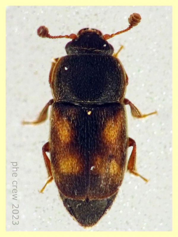 Nitidula carnaria 3 mm. carcassa cane - Anzio Pocacqua 12.5.2023 - (1).JPG