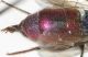 Chrysis succincta succinctula f2.JPG