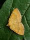 Camptogramma bilineata.jpg