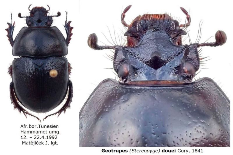Geotrupes (Stereopyge) douei Gory, 1841.jpg