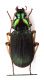 Comb3904rc-14L6.jpg
