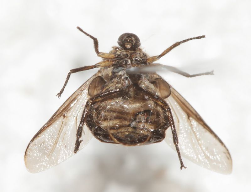 Acroceridae4.JPG