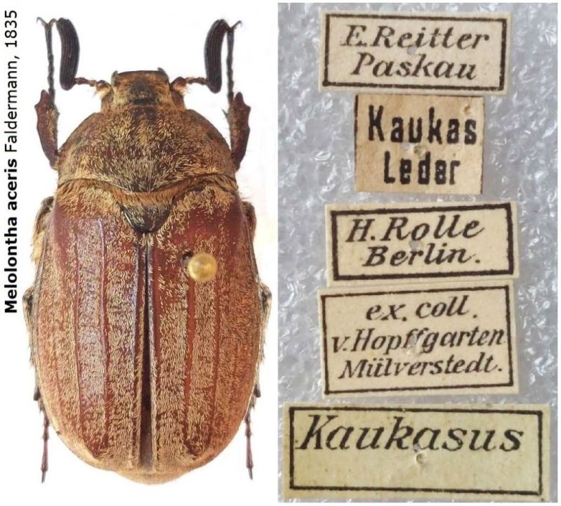 Melolontha aceris Faldermann, 1835.jpg