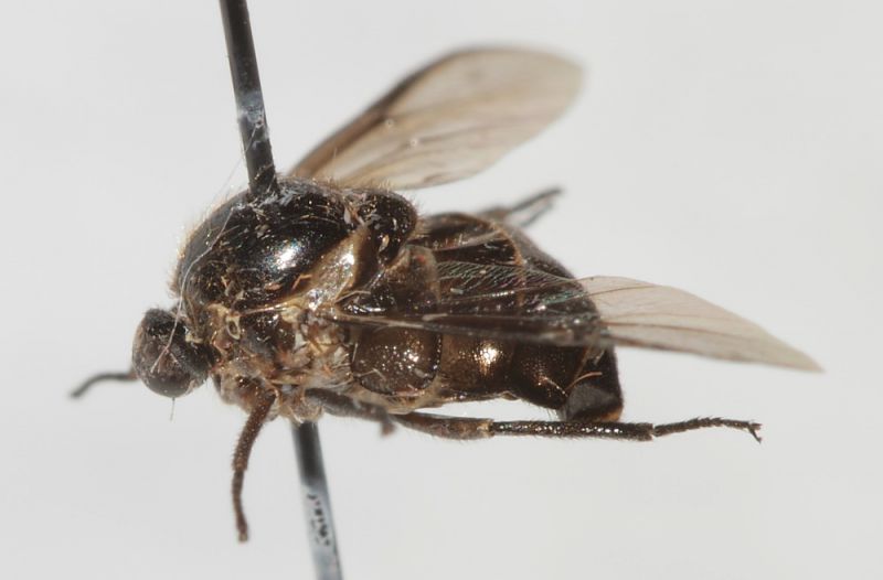 Acroceridae2.JPG