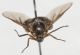 Acroceridae3.JPG