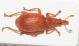 Apion cf frumentarium3.JPG