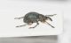 Apionidae1 ID1.JPG