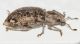 Cycloderes fritillum2.JPG