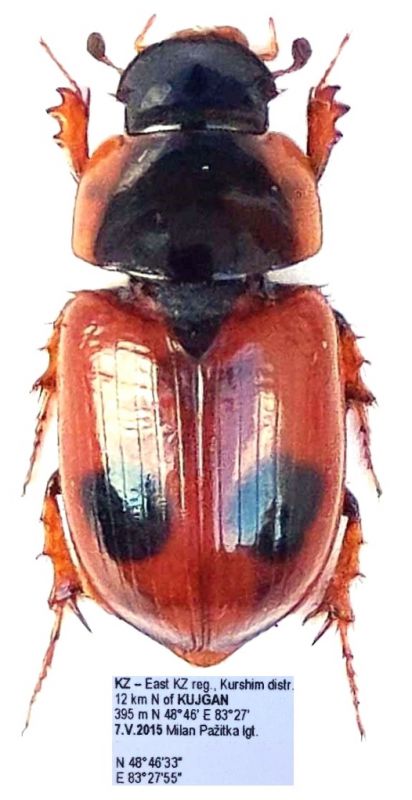 Acrossus bimaculatus.jpg