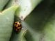 coccinella.jpg