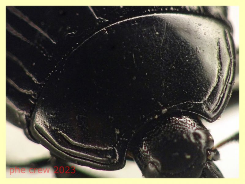 Margarinotus brunneus  circa 8 mm. - Anzio Pocacqua 12.5.2023 - in carcassa di Cane - (4).JPG