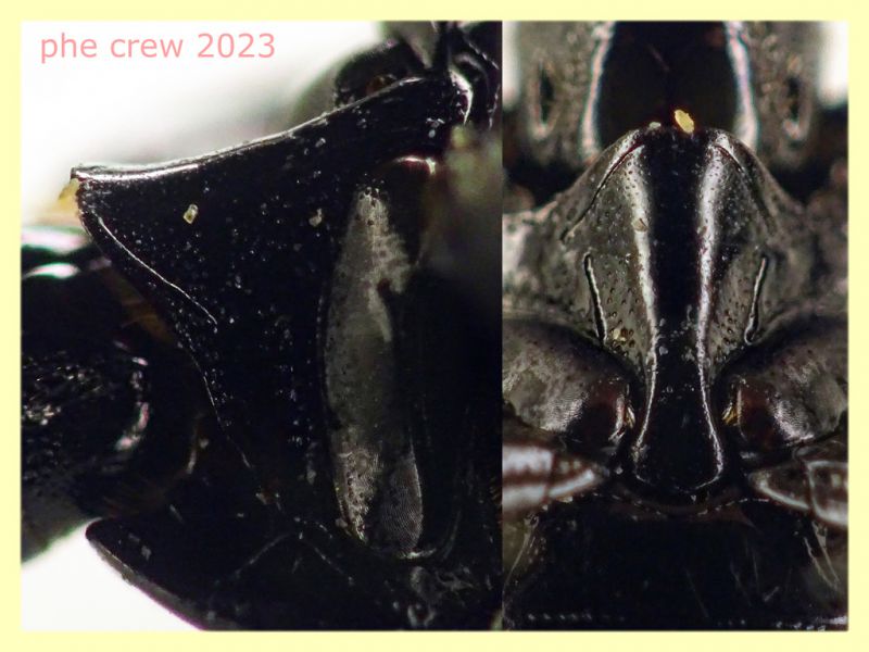 Margarinotus brunneus  circa 8 mm. - Anzio Pocacqua 12.5.2023 - in carcassa di Cane - (9).JPG