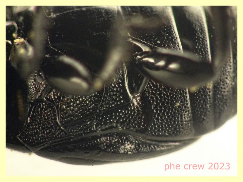 Margarinotus brunneus  circa 8 mm. - Anzio Pocacqua 12.5.2023 - in carcassa di Cane - (10).JPG