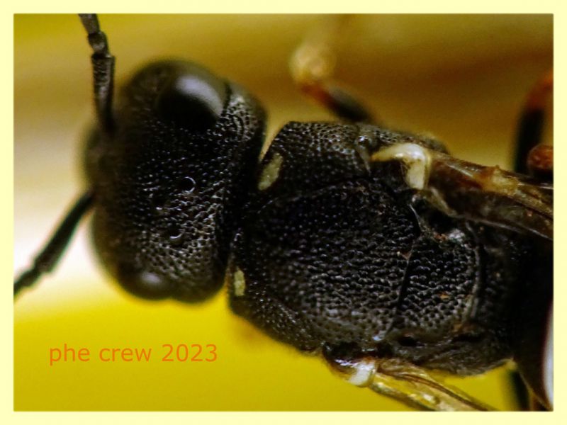 Leptochilus sp. - Anzio Pocacqua 22.5.2023 - (7).JPG