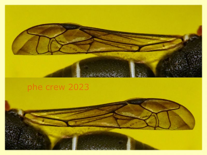 Leptochilus sp. - Anzio Pocacqua 22.5.2023 - (6).jpg