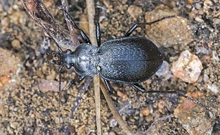 Carabidae (1).jpg