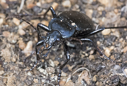 Carabidae (11).jpg