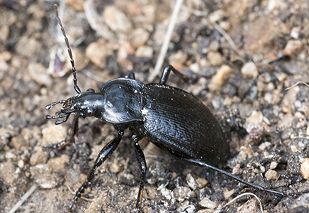 Carabidae (12).jpg