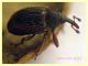 Gymnetron rotundicolle 2,5 mm. - Anzio Pocacqua 22.5.2023 - (6).JPG