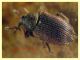 Gymnetron rotundicolle 2,5 mm. - Anzio Pocacqua 22.5.2023 - (5).JPG