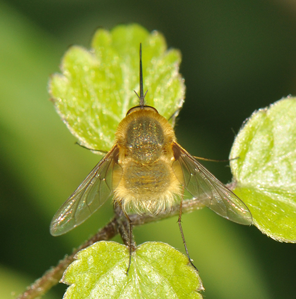 DSC_0804_Bombylius_venosus 2.JPG