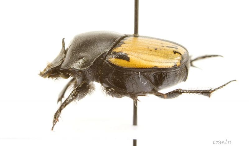 Onthophagus_marginalisIMG_0732_C00469.JPG