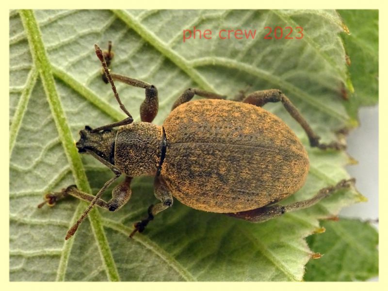 Otiorhynchus sp. femmina 11 mm. col rostro - Anzio Pocacqua 29.5.2023 - (1).JPG