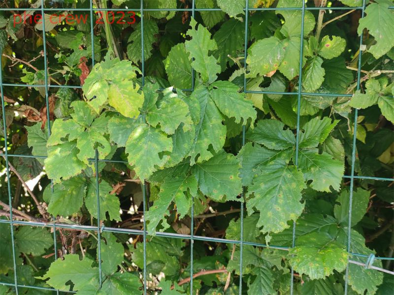 Otiorhynchus sp. foglie di Rubus mangiate - Anzio Pocacqua 29.5.2023 -.jpg